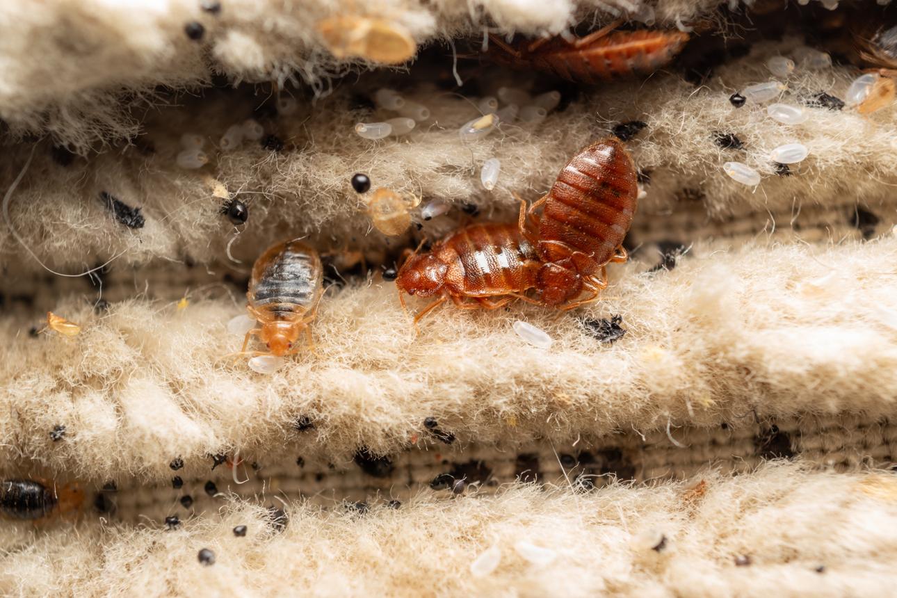 Bed Bugs Control