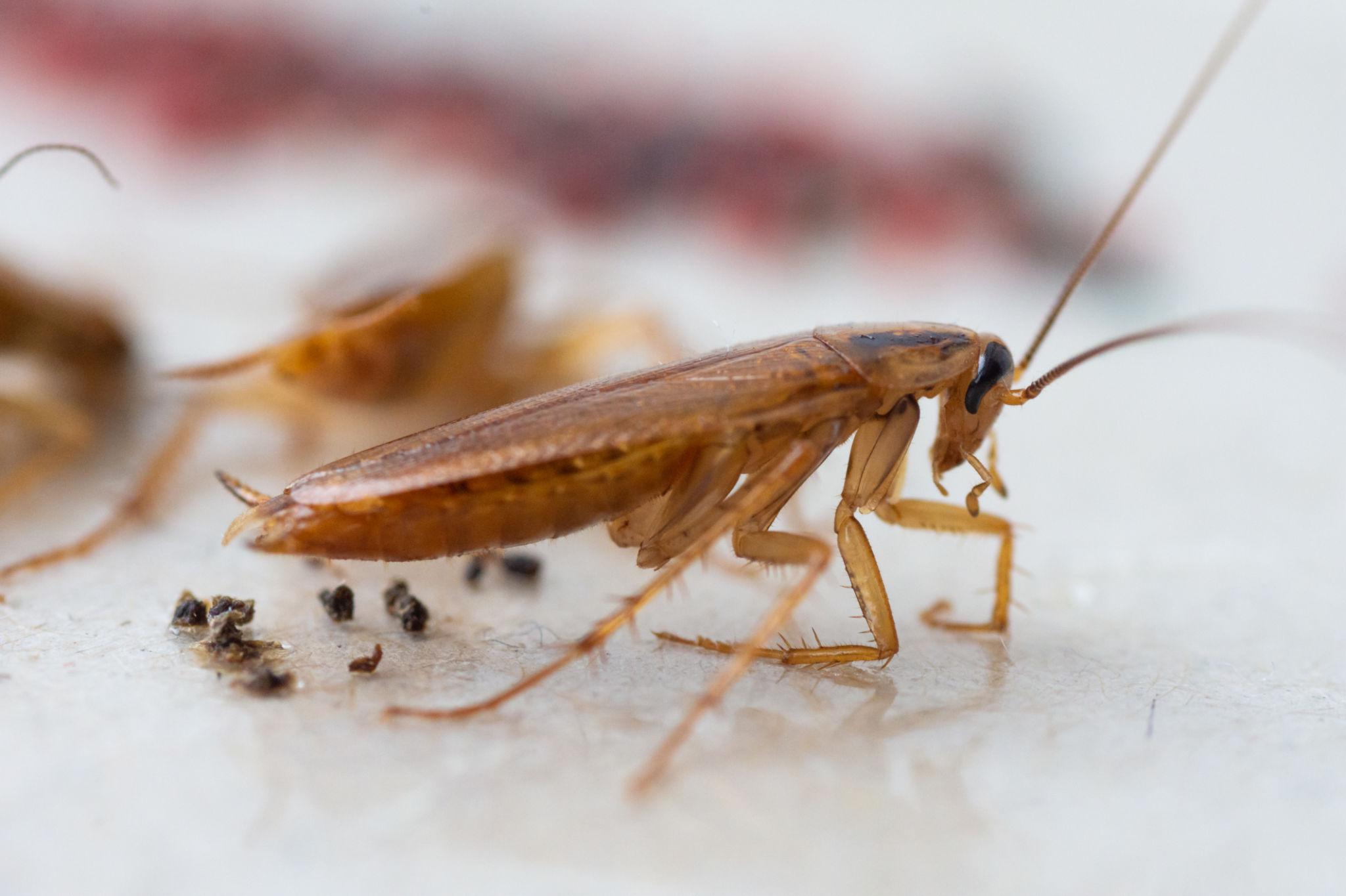 Cockroach Control