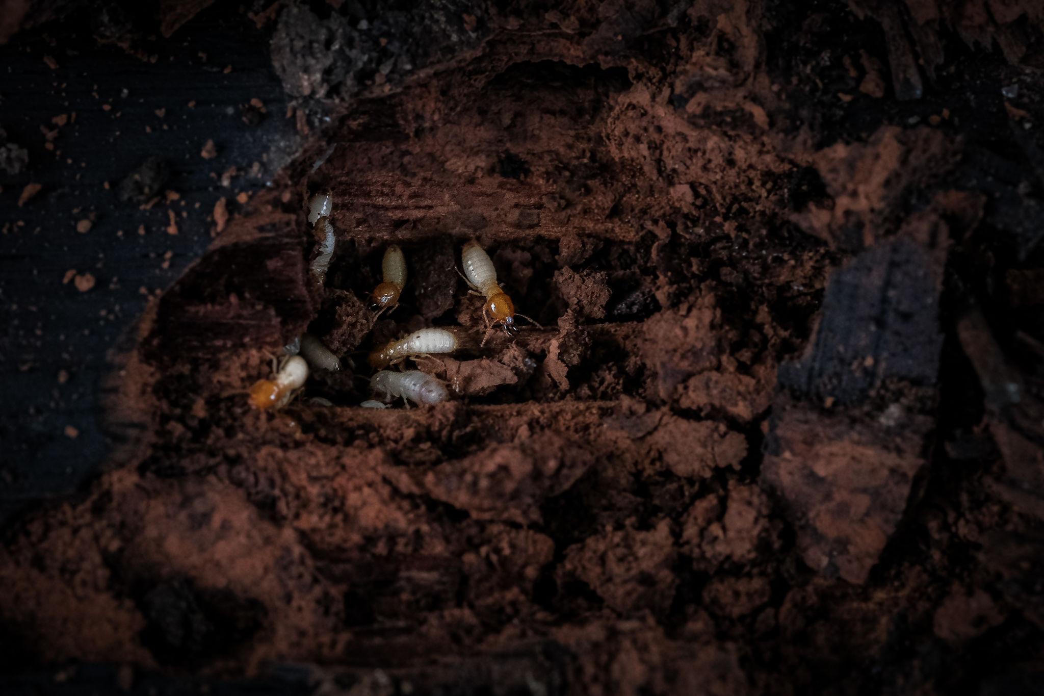 Termite Control